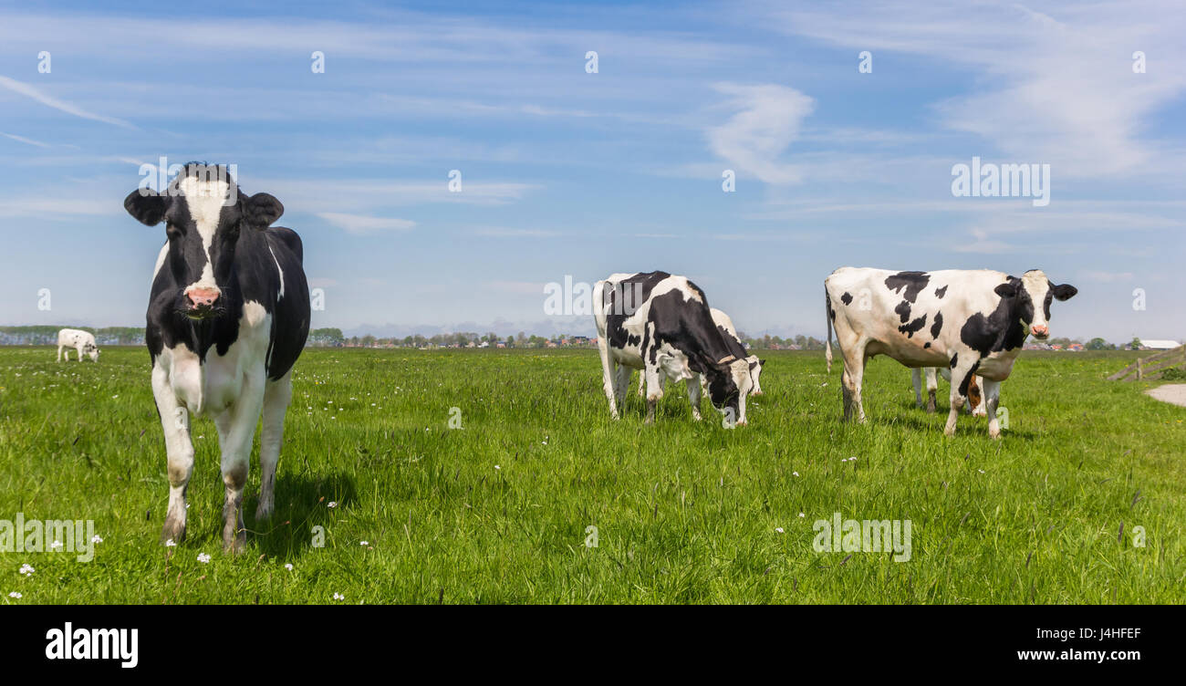 Panorama of black and white Holstein cows Stock Photo - Alamy