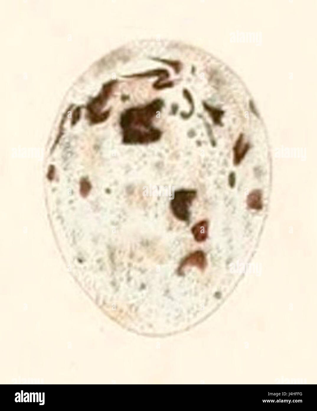 Satrapa icterophrys egg 1847 Stock Photo Alamy