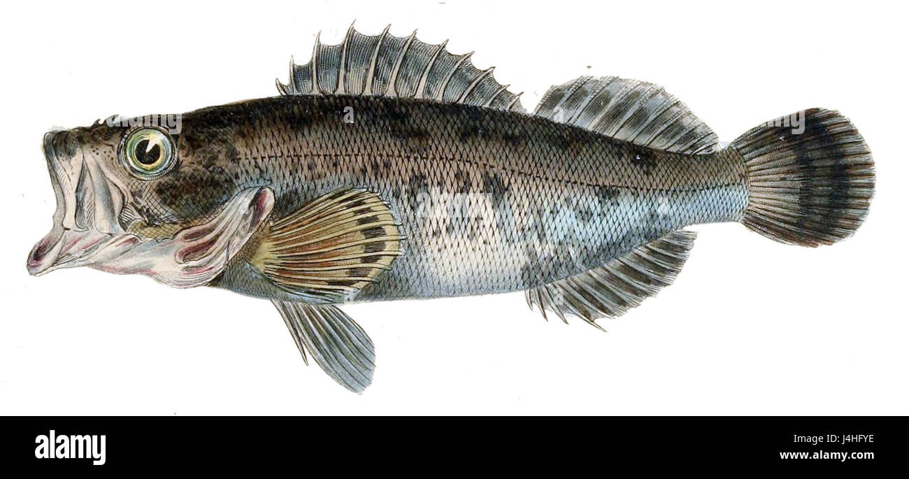 Sebastes inermis Stock Photo