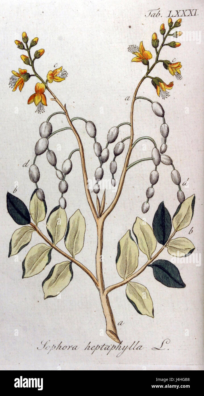 Sophora heptaphylla Ypey81 Stock Photo
