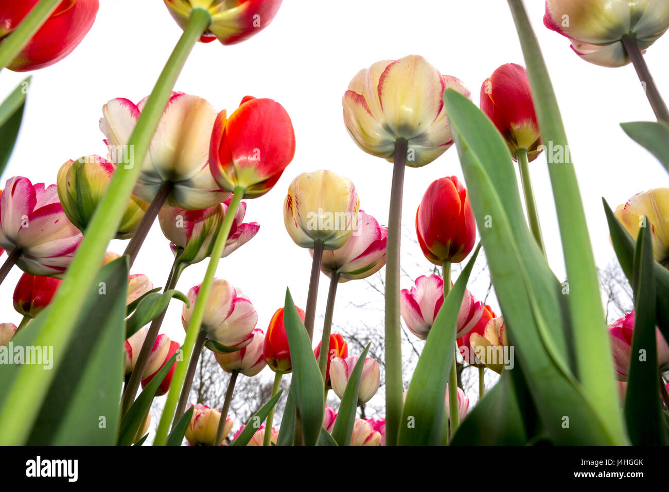 Tulips landscape in Holland Stock Photo - Alamy