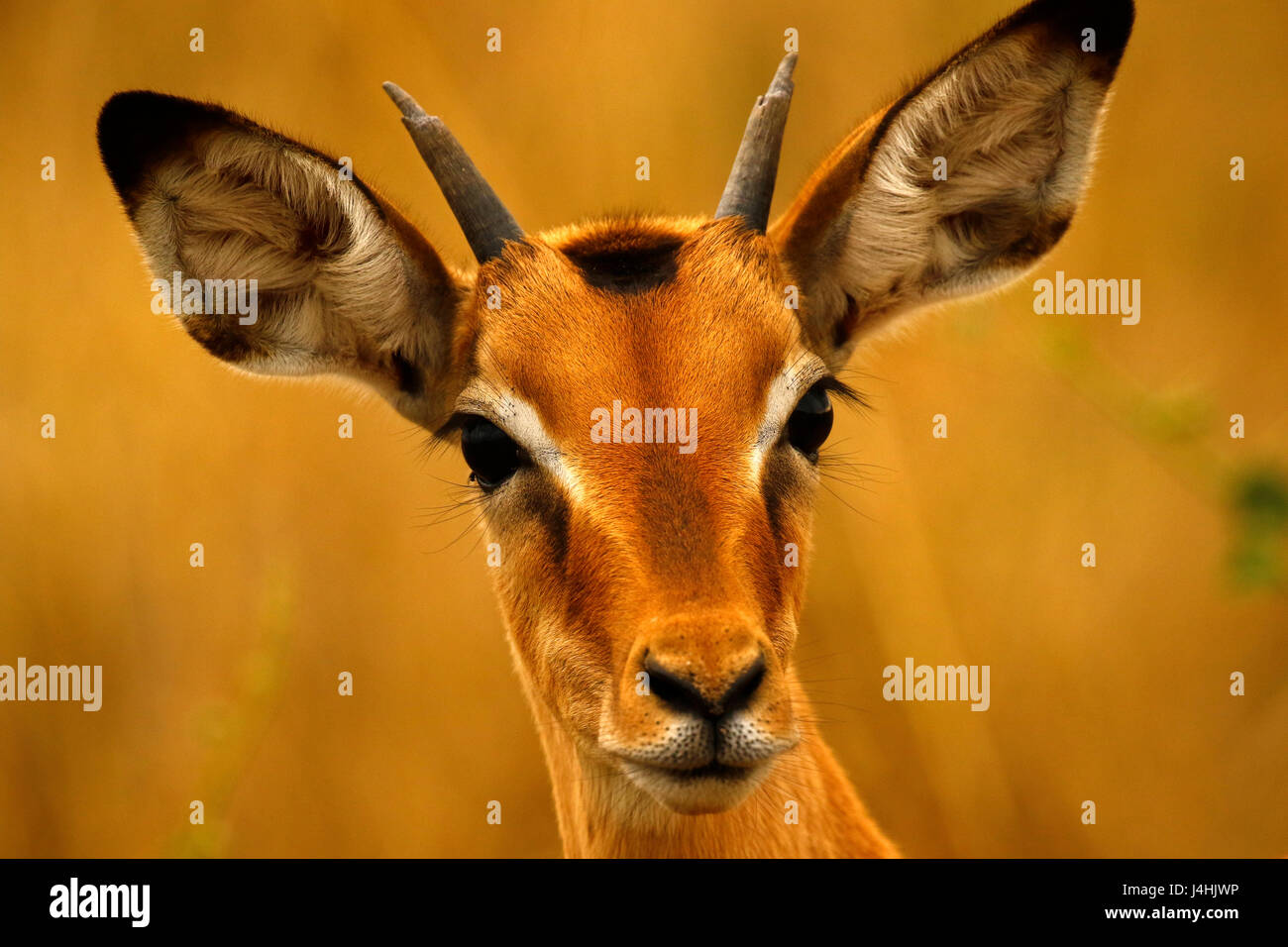 Rutting time or mating season for the African Impala antelopes, this