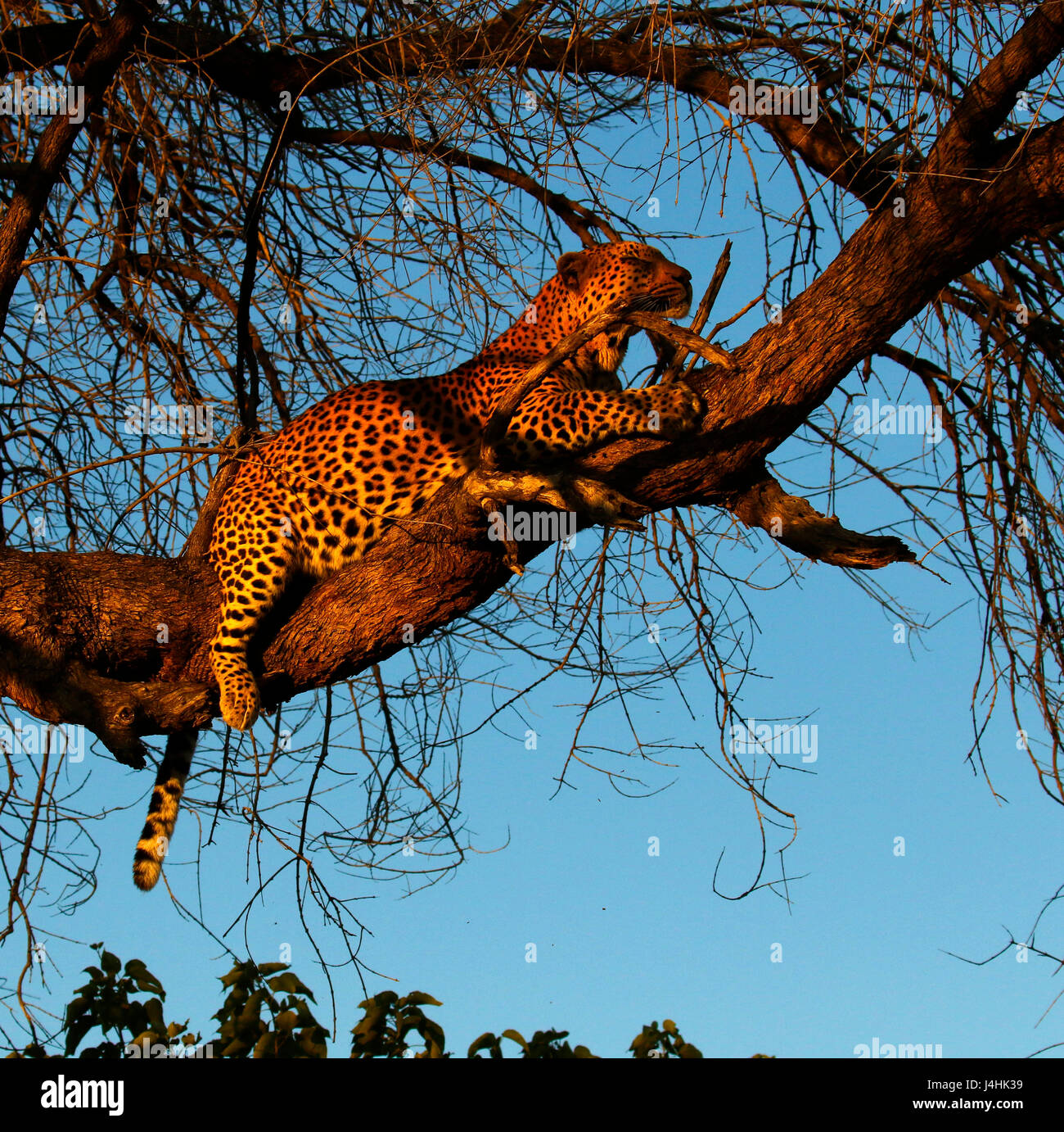 Huge male leopard sky lined ,high up a tree very fat belly from eating his kill Stock Photo