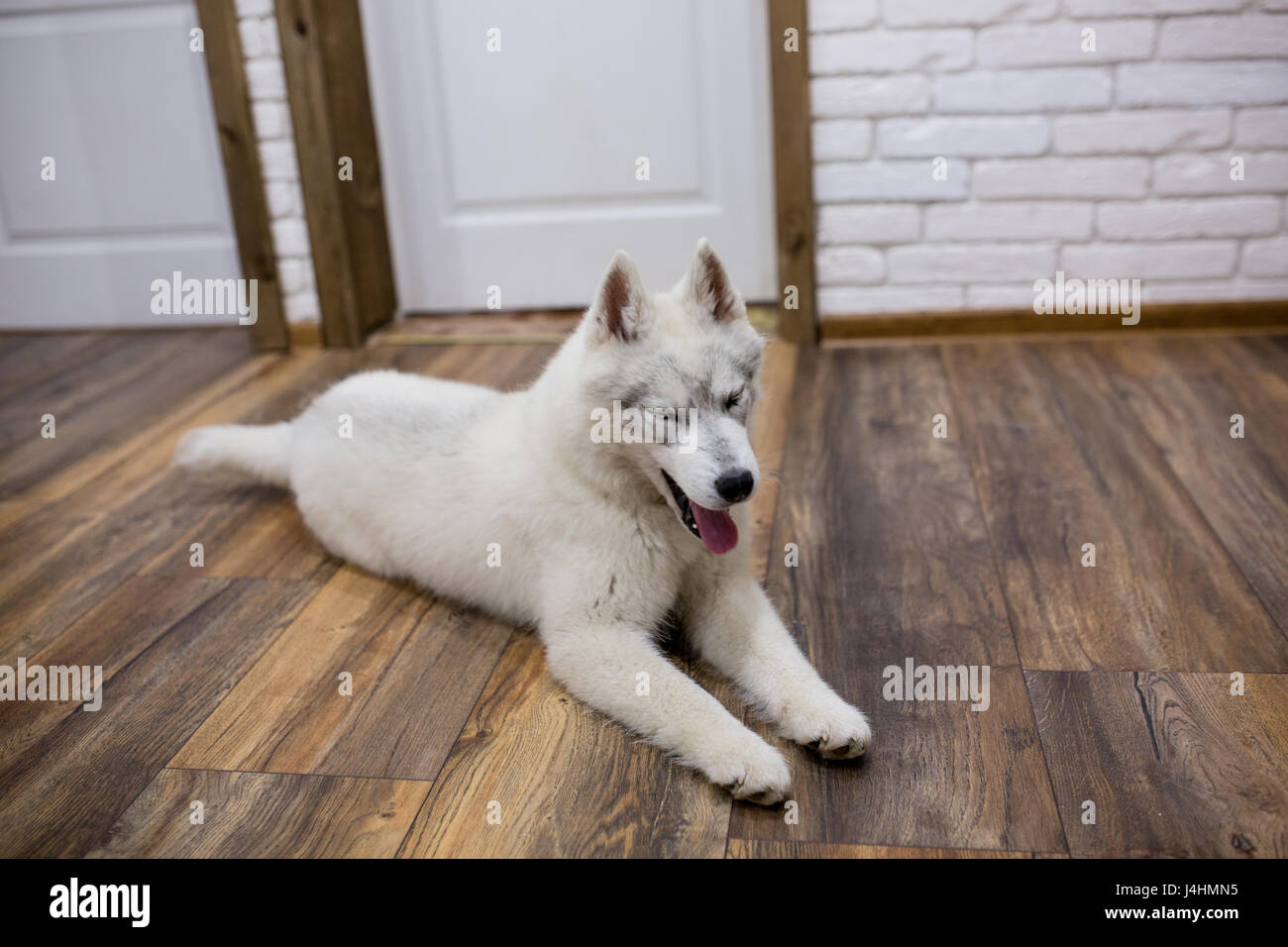 Siberian husky puppy at home lying on the floor. lifestyle with dog ...
