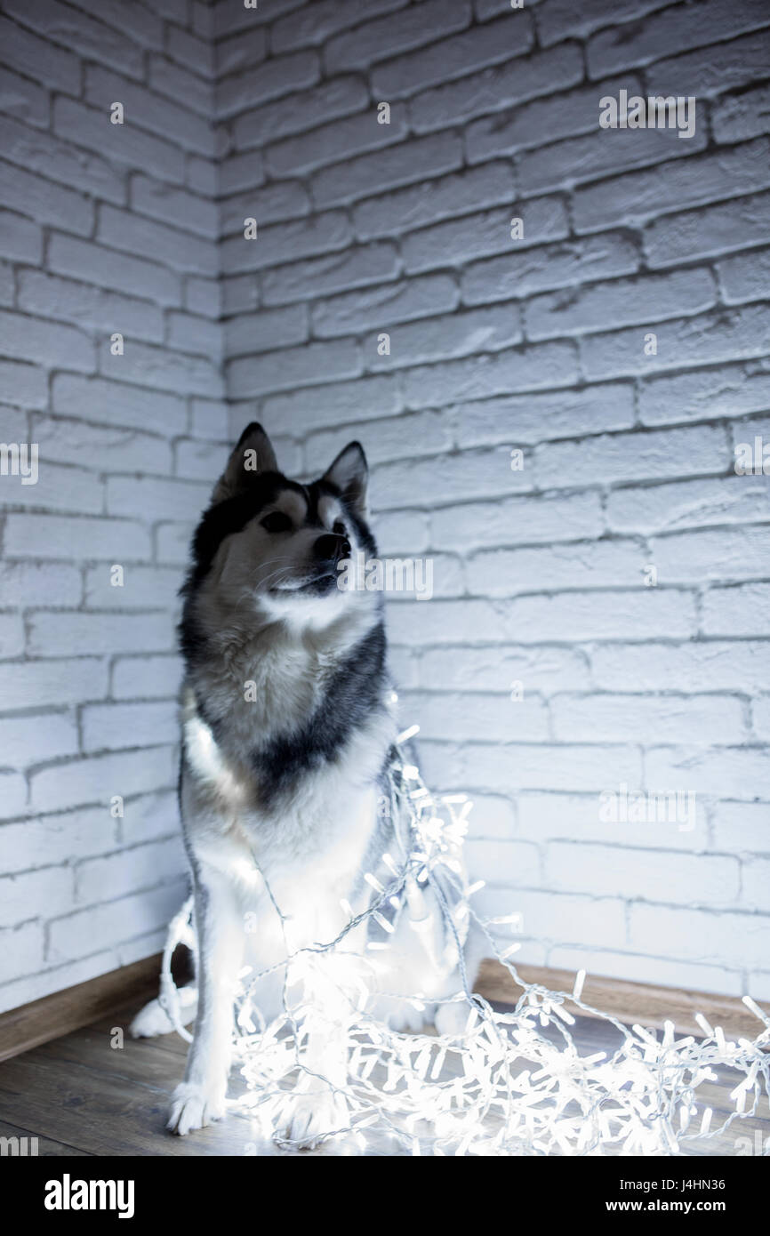 Siberian husky in lights at home lying on the floor. lifestyle with dog ...