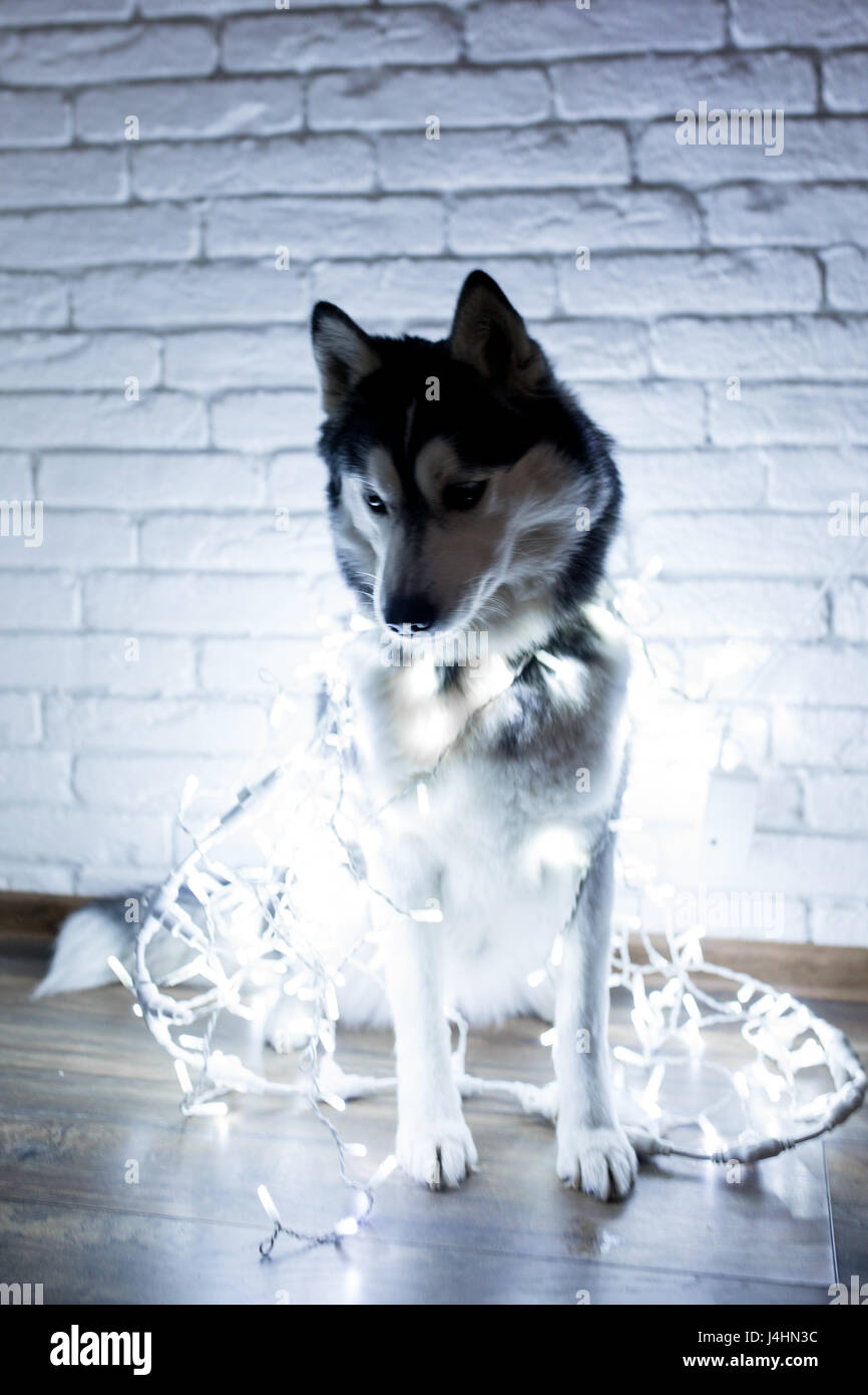 Siberian husky in lights at home lying on the floor. lifestyle with dog ...