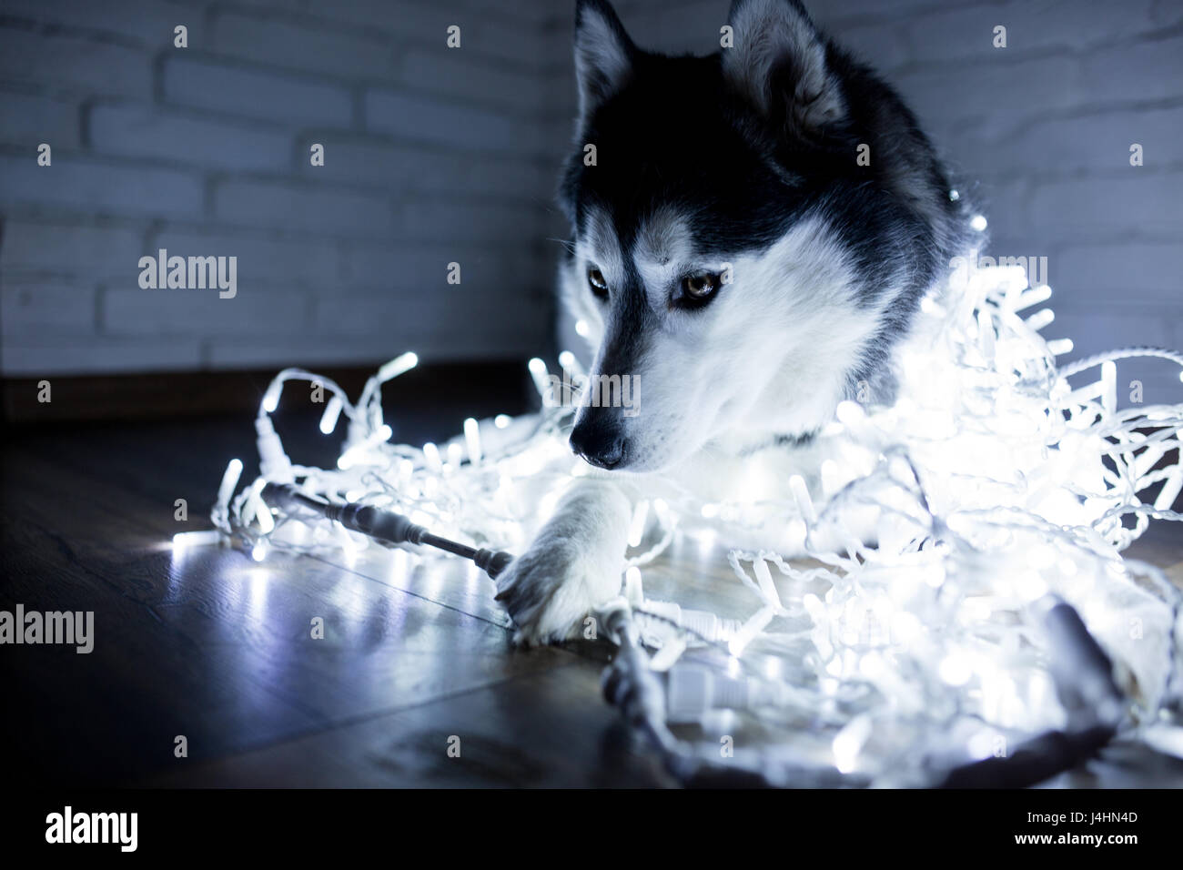 Siberian husky in lights at home lying on the floor. lifestyle with dog ...