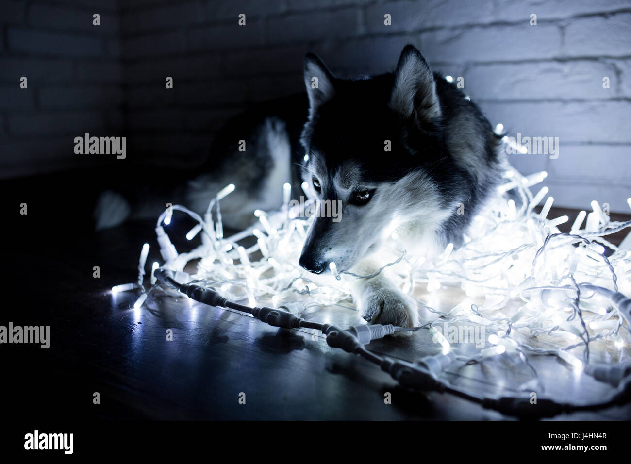 Siberian husky in lights at home lying on the floor. lifestyle with dog. Dark background Stock Photo