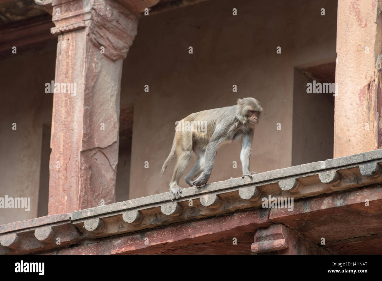 Monkey on the Agra Fort, located in Agra, India. Stock Photo