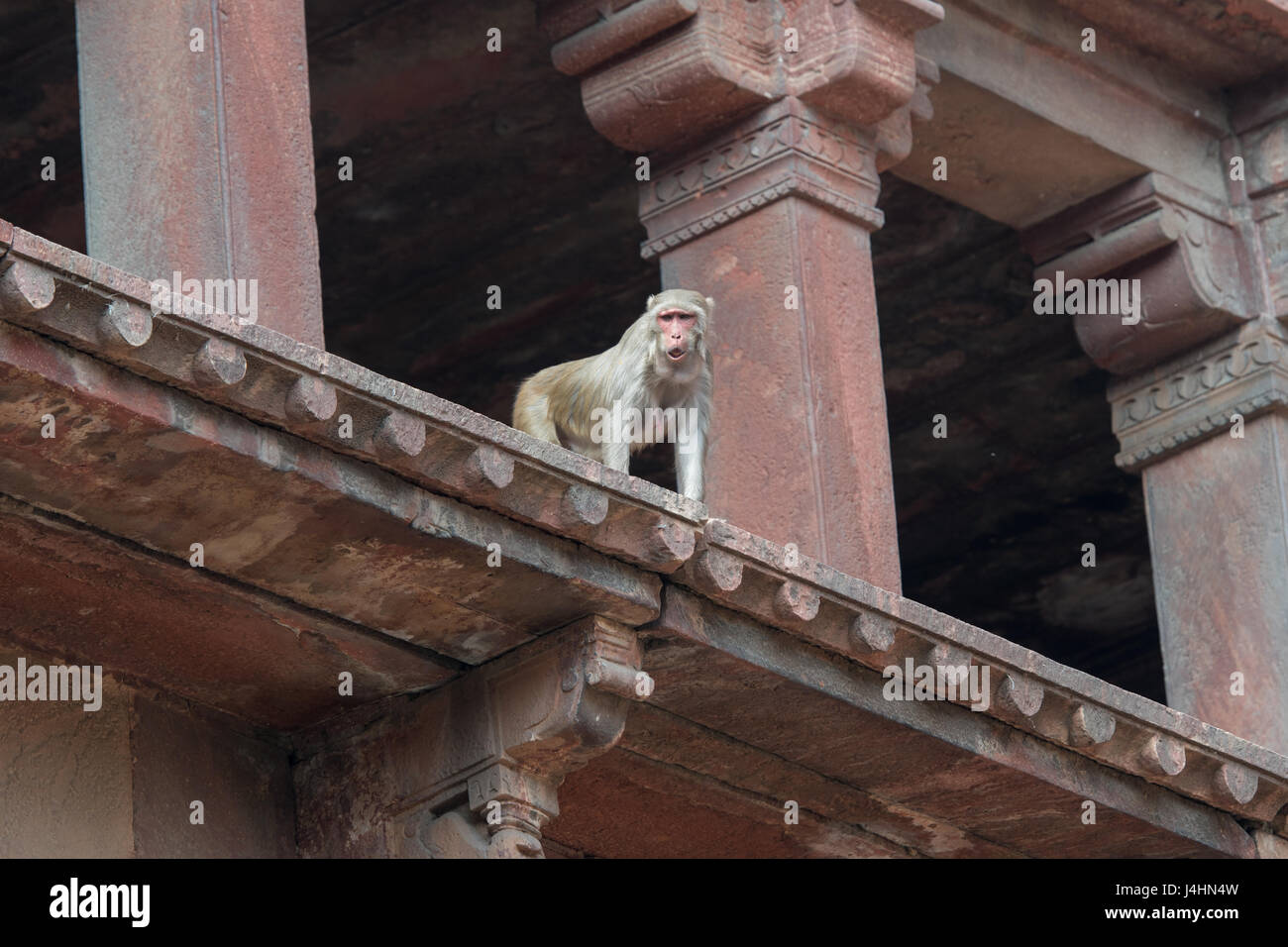 Monkey on the Agra Fort, located in Agra, India. Stock Photo