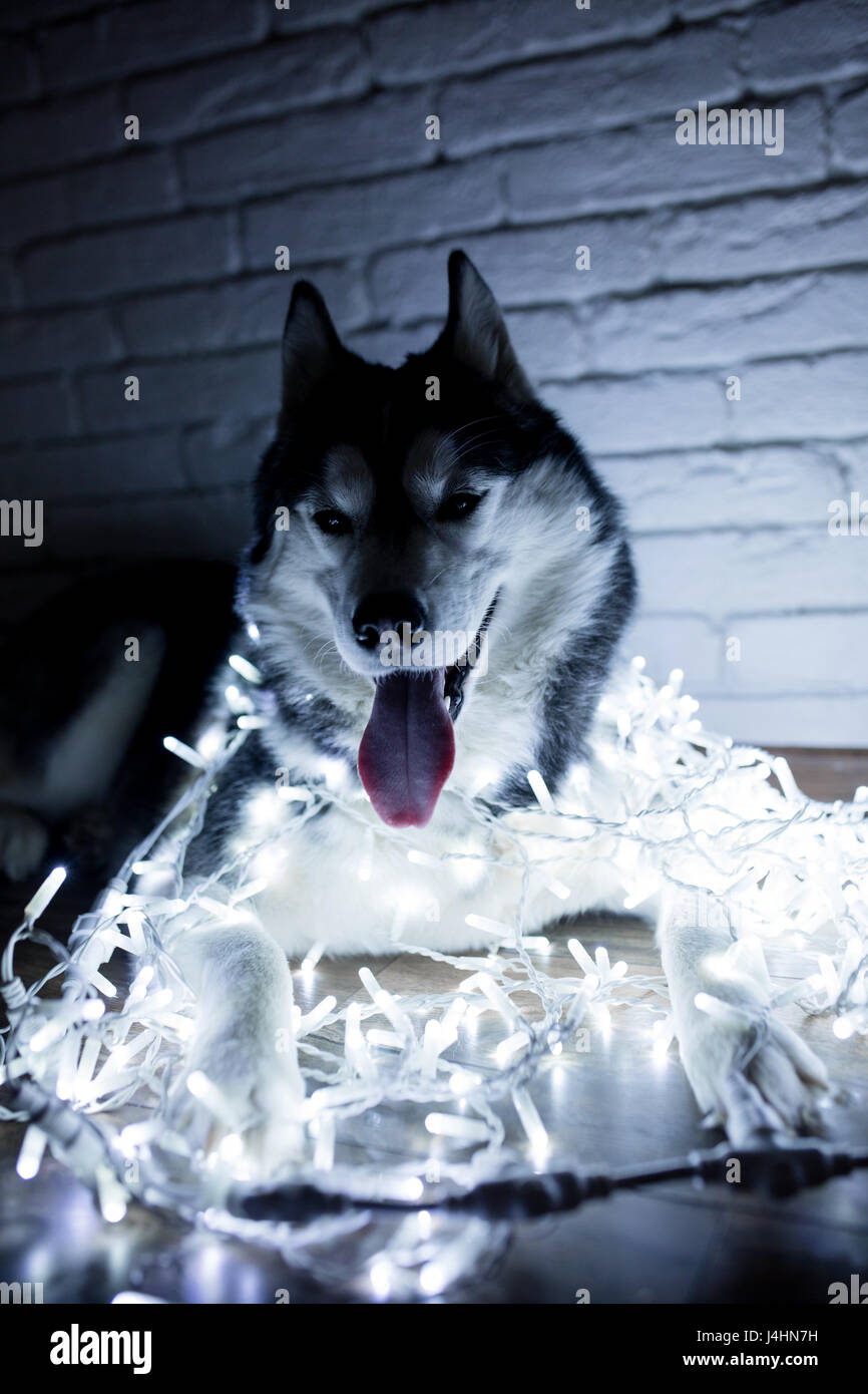 Siberian husky in lights at home lying on the floor. lifestyle with dog. Dark background Stock Photo