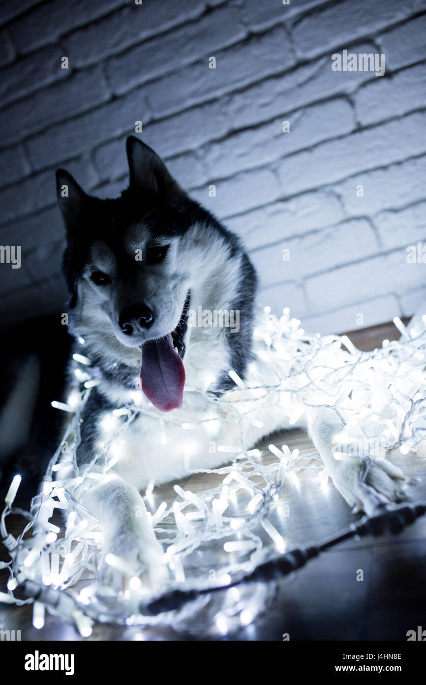 Siberian husky in lights at home lying on the floor. lifestyle with dog ...