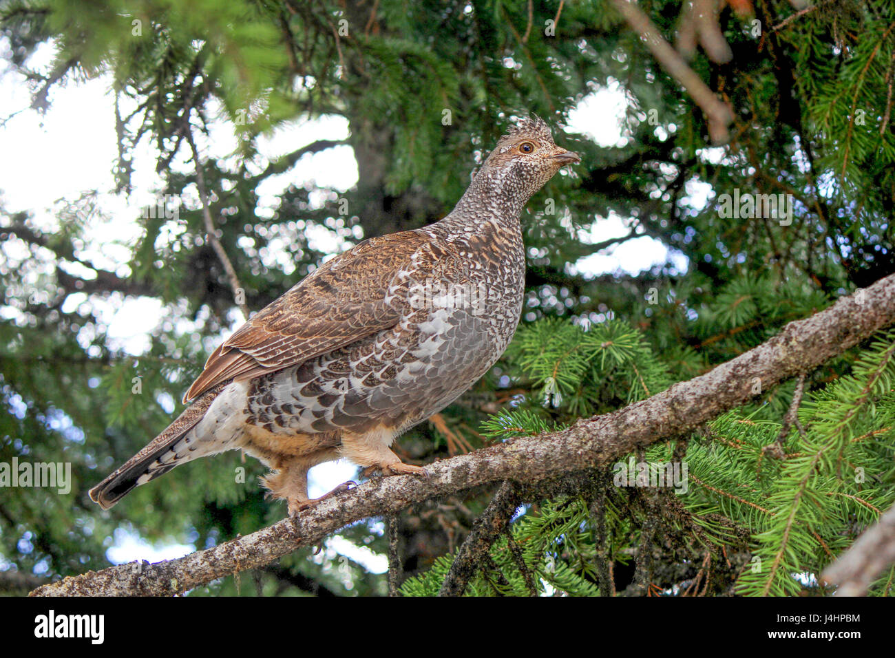 A ruffed grouse bird perches on a tree limb at the Yellowstone National