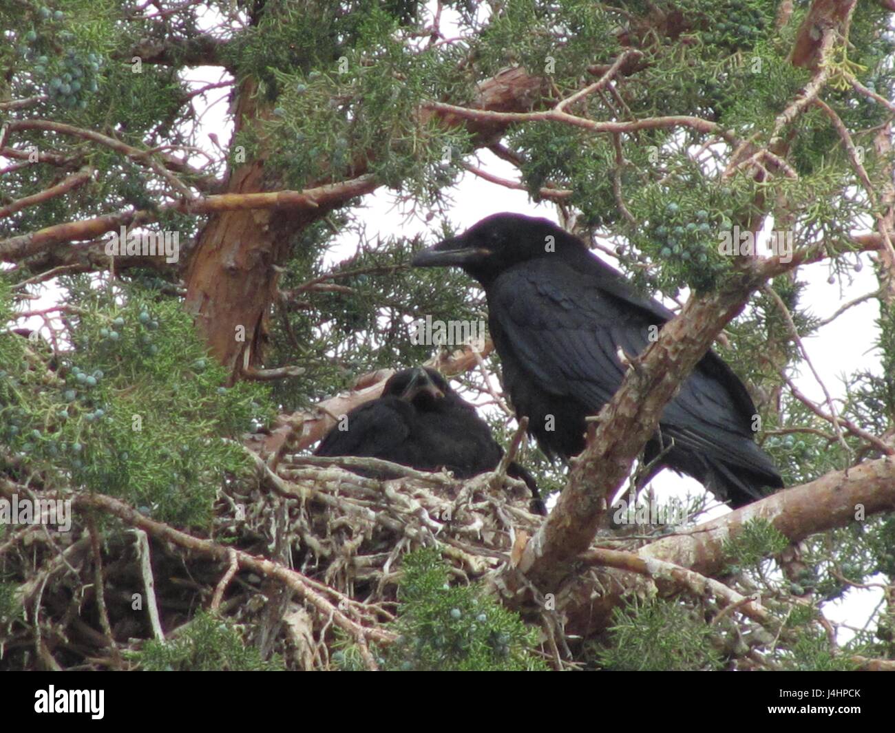 A pair of American crows nest up on a tree branch May 30, 2015 in Gerlach, Nevada.     (photo by Darlene Hopkins /BLM via Planetpix ) Stock Photo