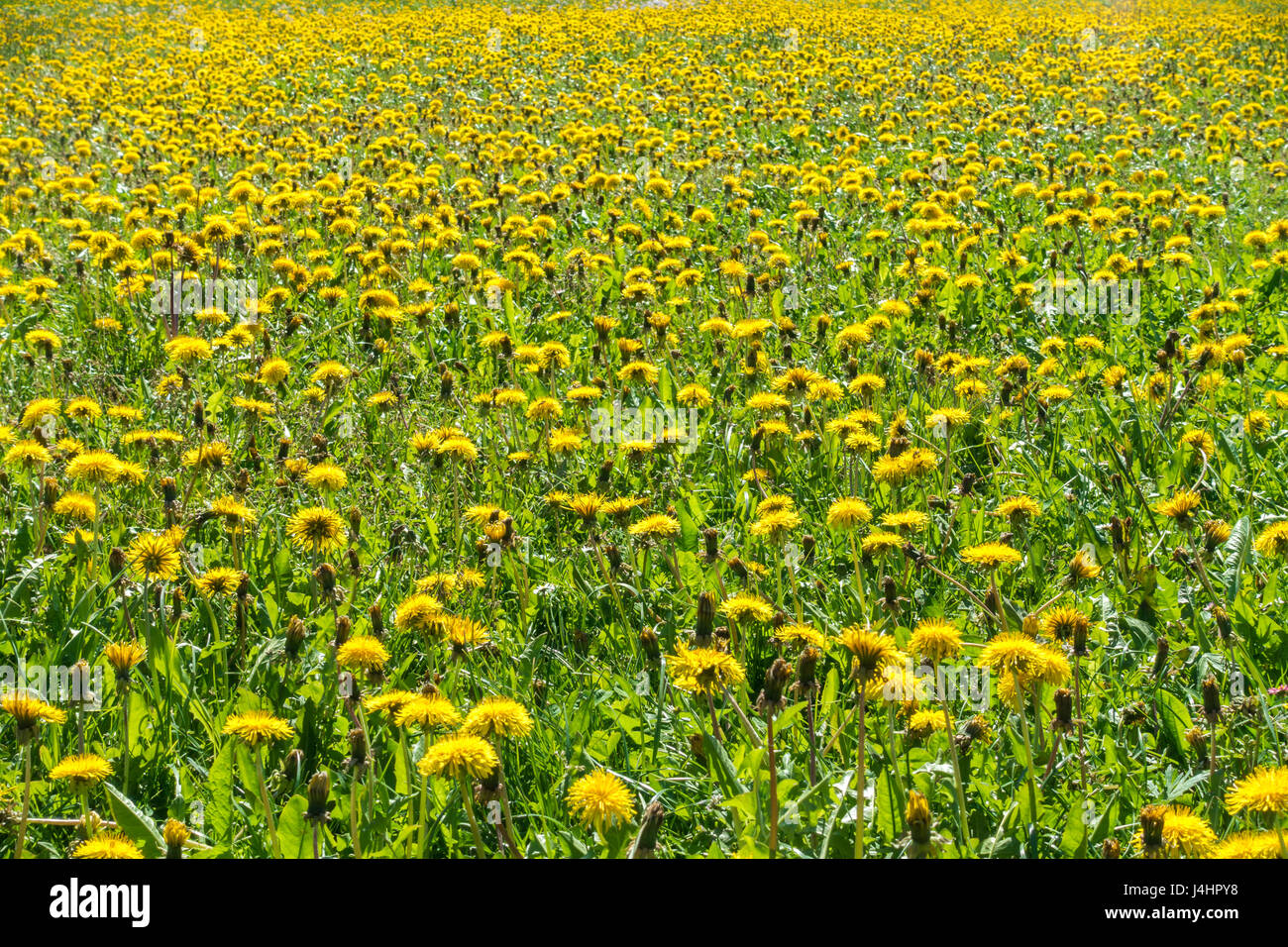 Meadow plants dandelion close hi-res stock photography and images - Alamy