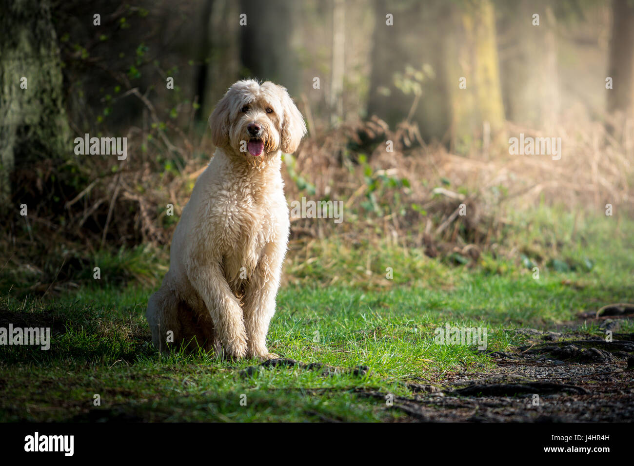 Labradoodle in the woods! Stock Photo