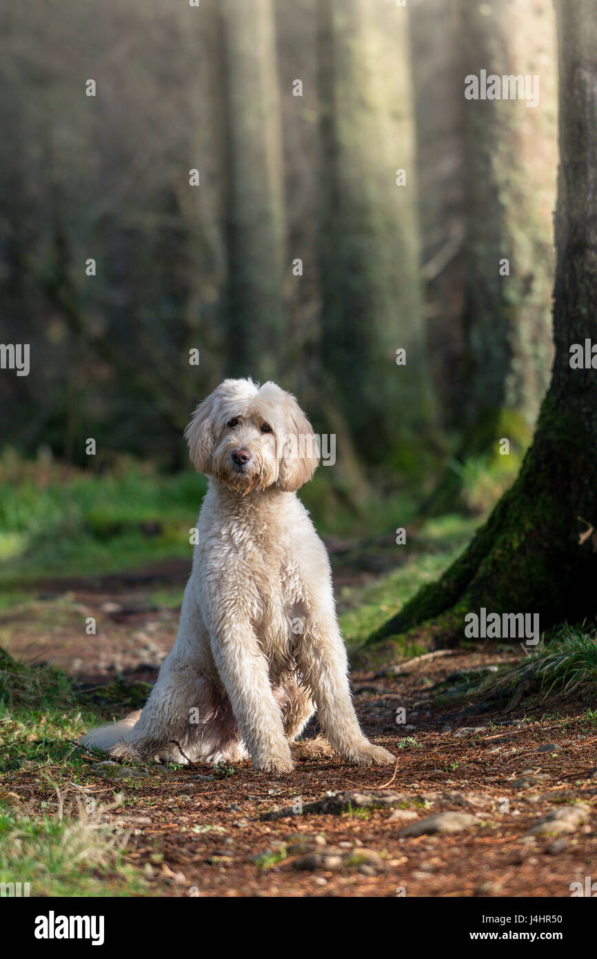 Labradoodle in the woods! Stock Photo