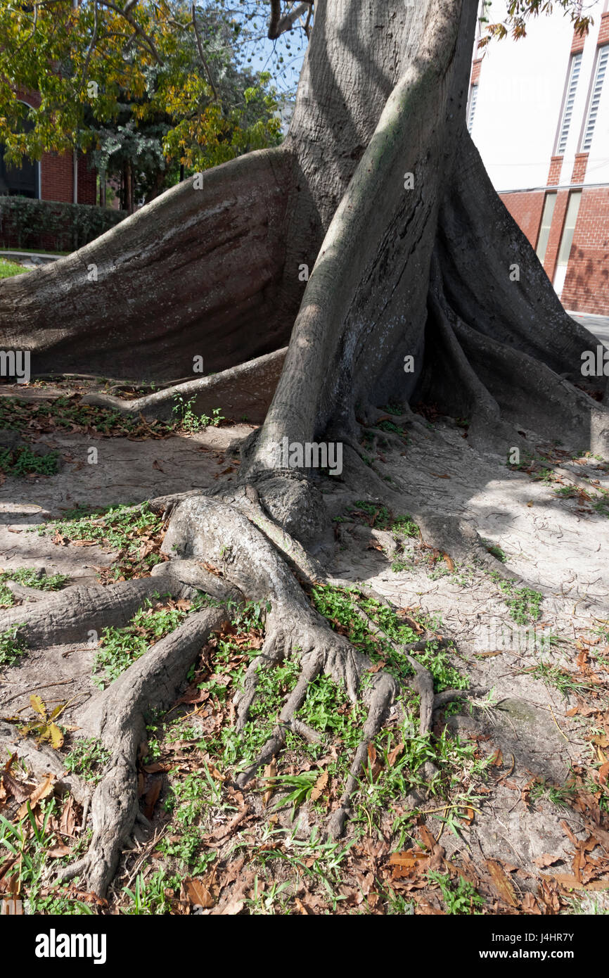 Kapok tree (Ceiba pentandra), also known as the silk cotton or java cotton tree as seen in Key West, Florida. Stock Photo
