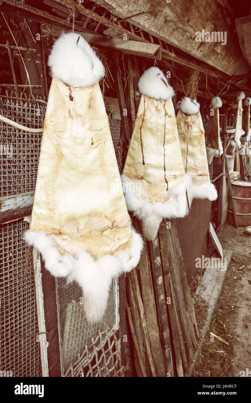 Rabbit furs hanging on the hooks in the farm. Stretched skin. Retro