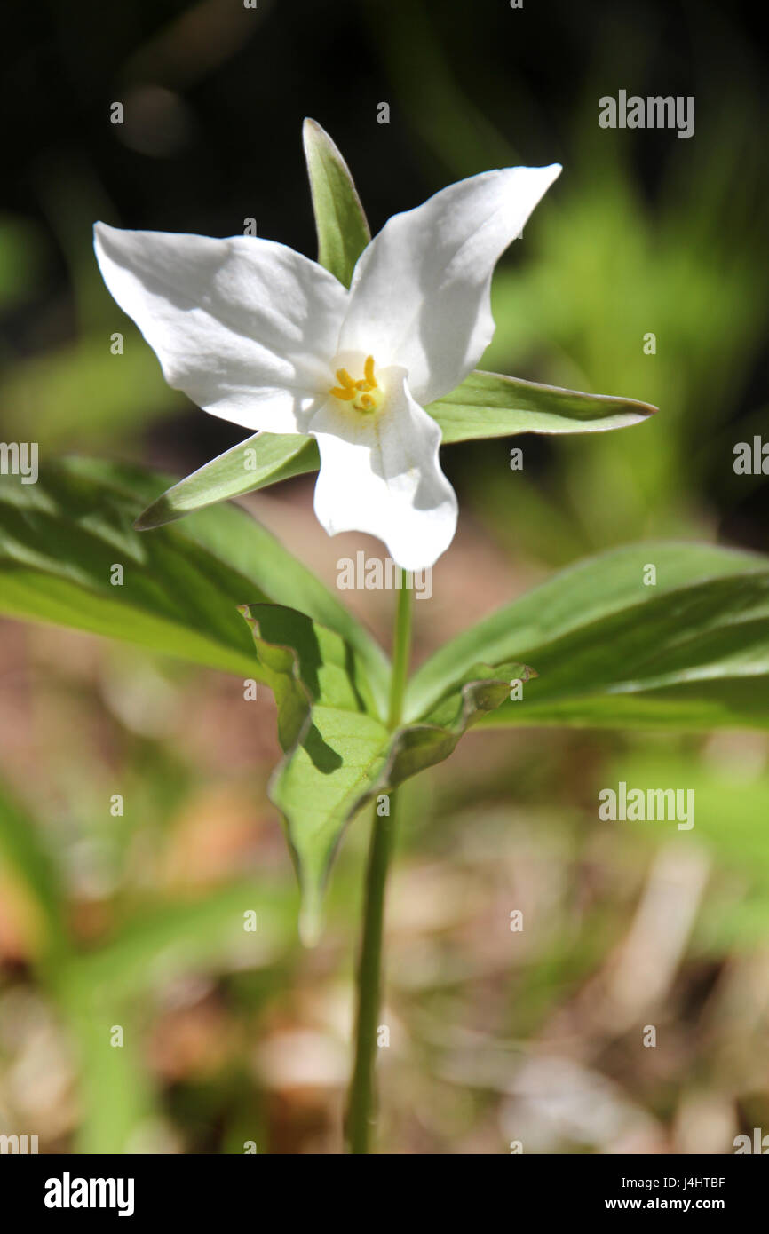Single trillium flower growing in the wild in a Canadian forest. Stock Photo