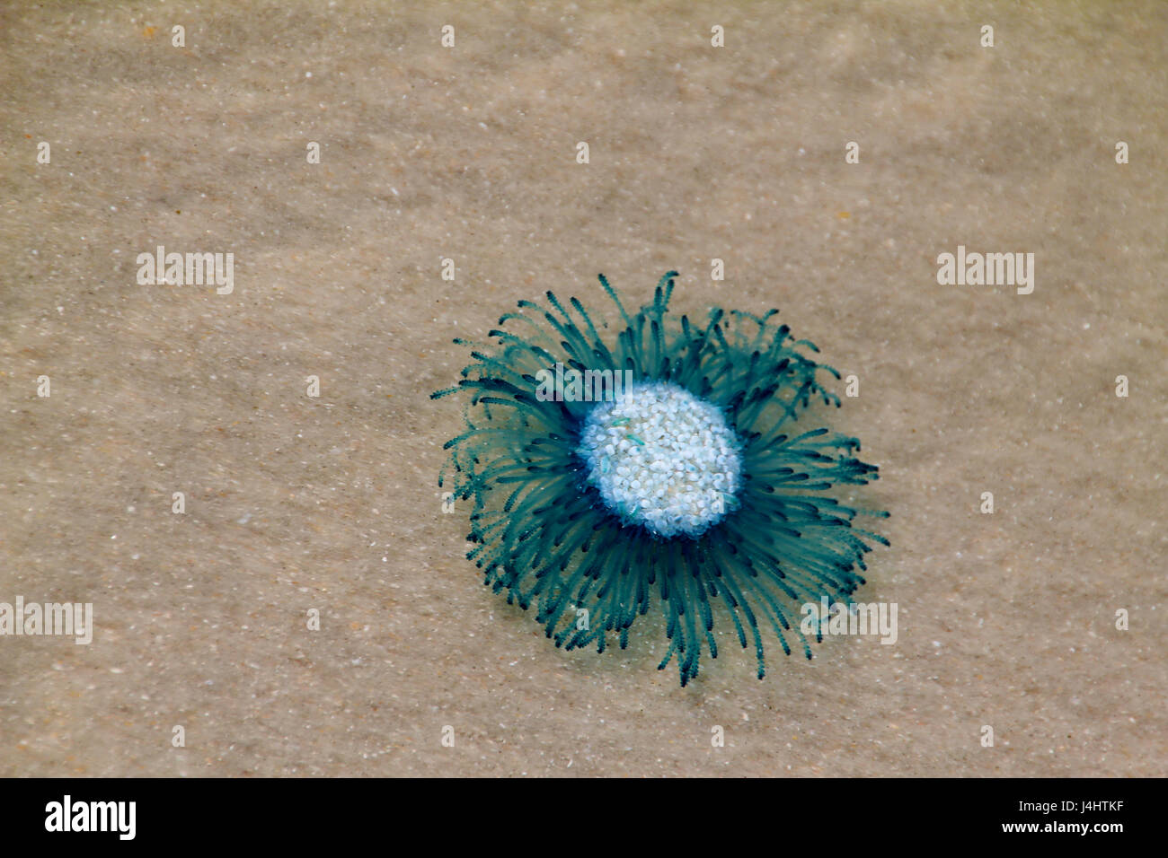 Blue Button Jellyfish washes up on shore in Florida. Stock Photo