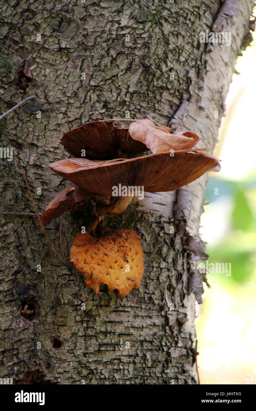 Fungi growing on side of tree bark. Stock Photo
