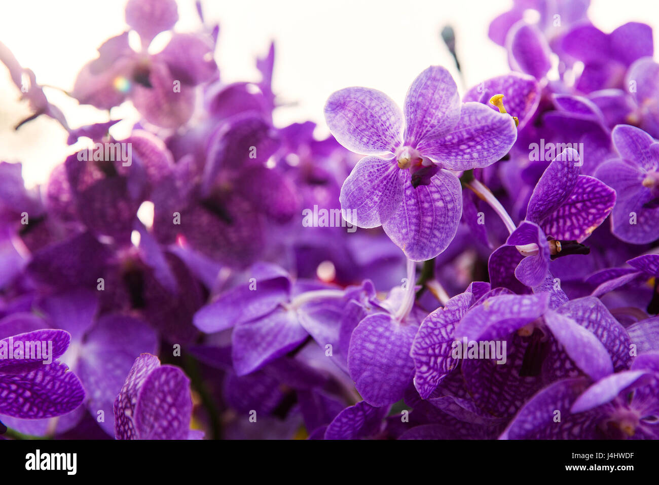 violet or purple ascocenda orchid flowers Stock Photo