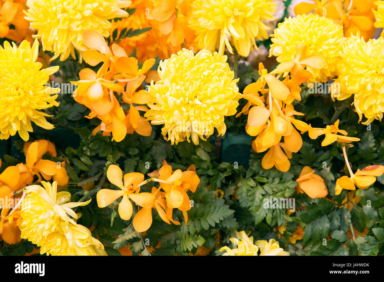 beautiful yellow chrysanthemums and orchid flowers Stock Photo