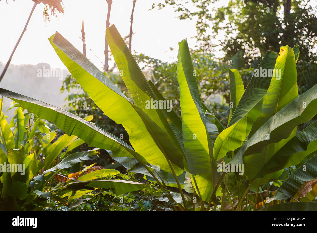 Horticulture green palm leaves hi-res stock photography and images - Alamy