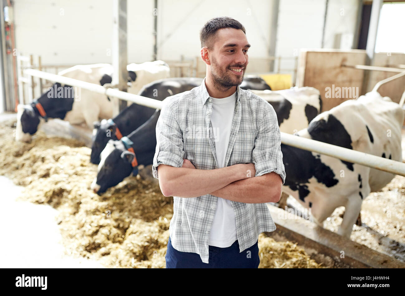 Smiling man herd cows hi-res stock photography and images - Alamy