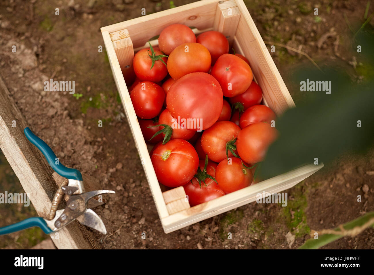 red tomatoes in wooden box at summer garden Stock Photo Alamy