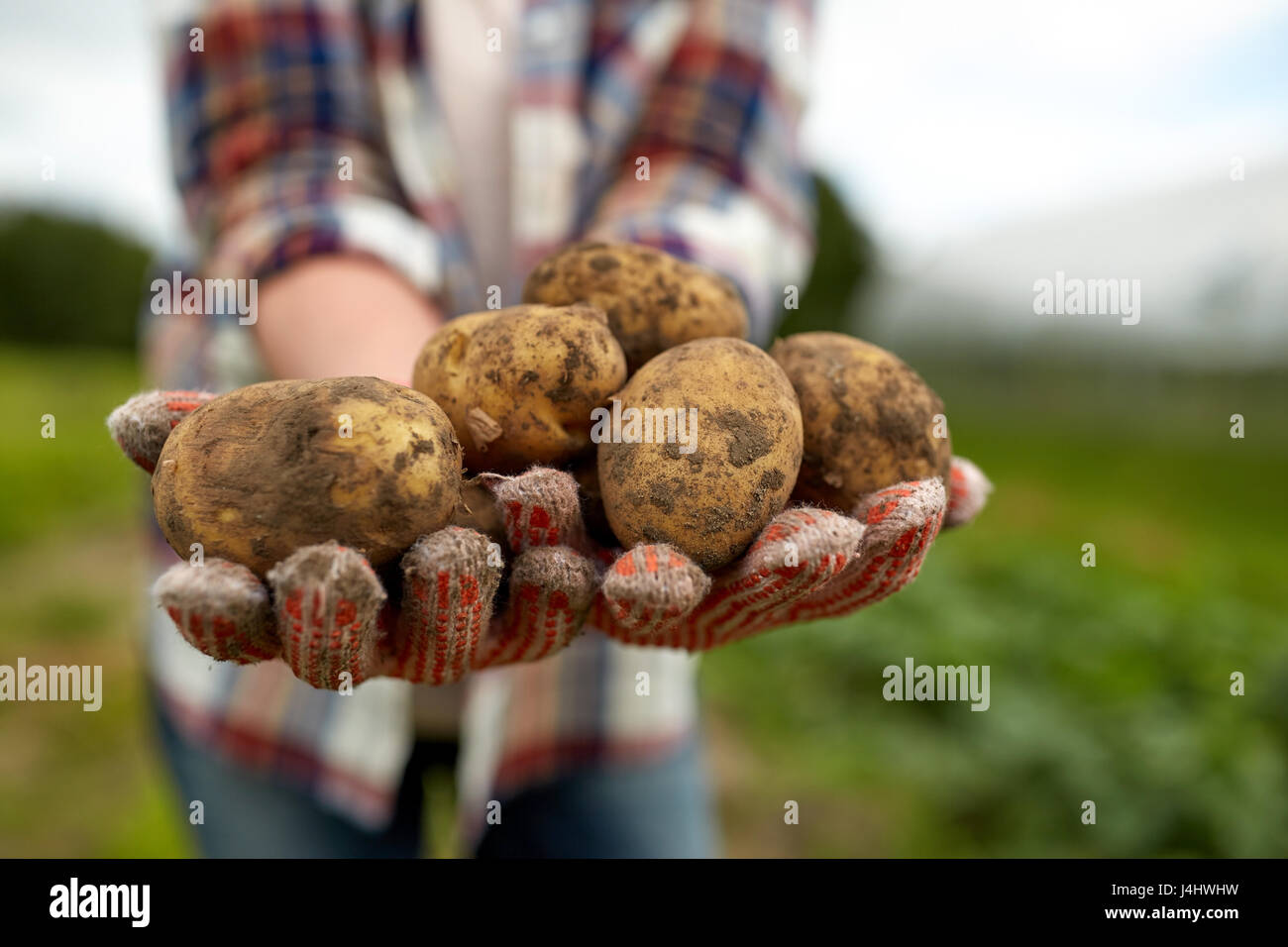 farmer hands holding potatoes at farm Stock Photo - Alamy