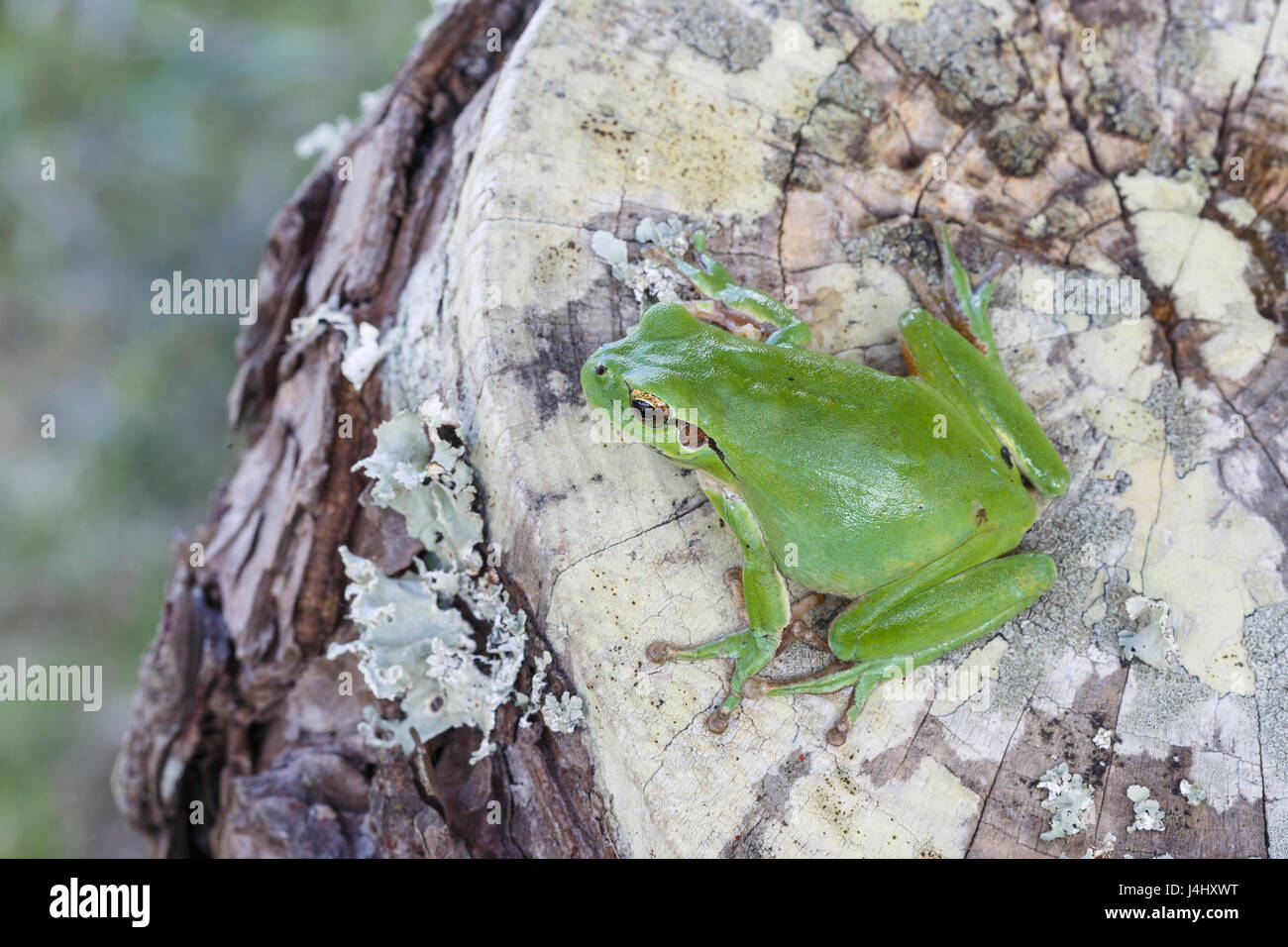 Stripeless, or Mediterranean, Treefrog, Hyla meridionalis. Algarve, Portugal.  Family Hylidae. Stock Photo