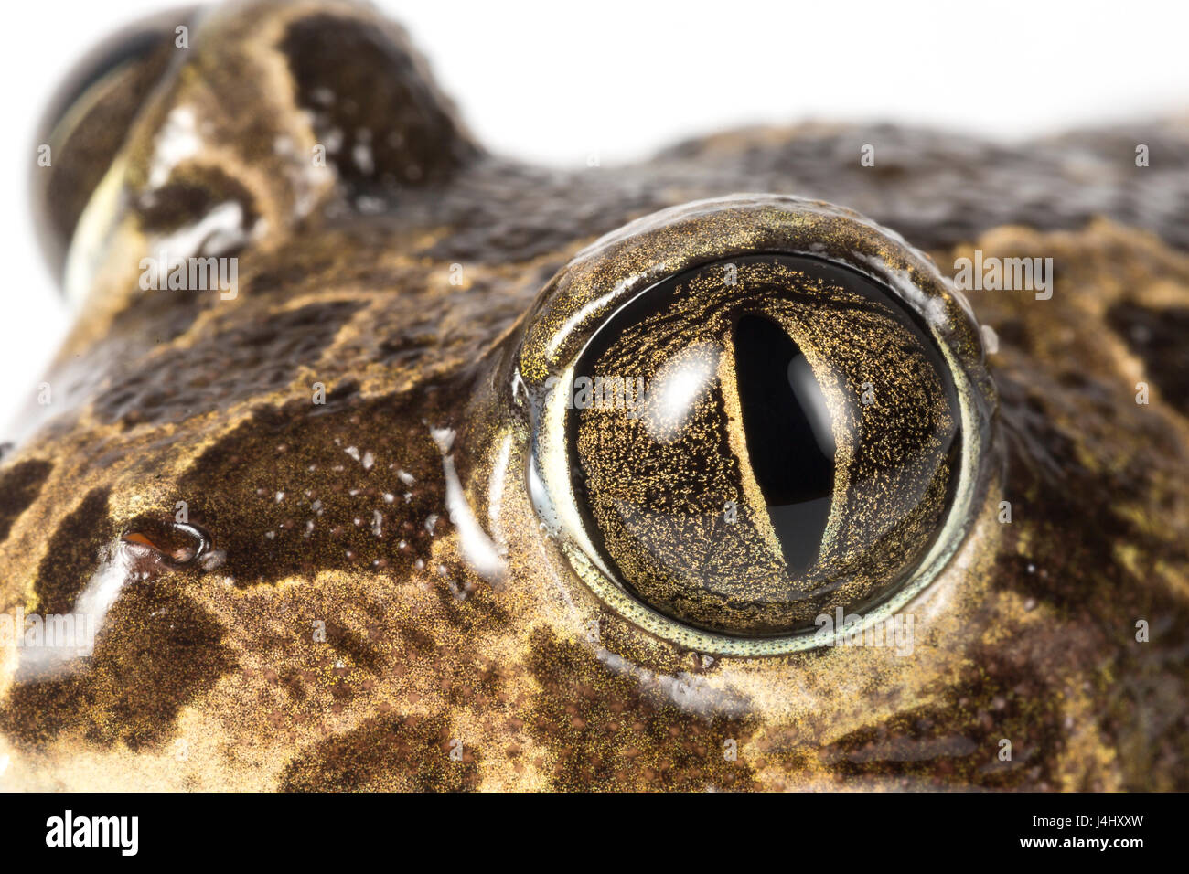 Western Spadefoot Toad, Pelobates cultripes, close up of eye.  Costa Vicentina National Park, Algarve, Portugal Stock Photo