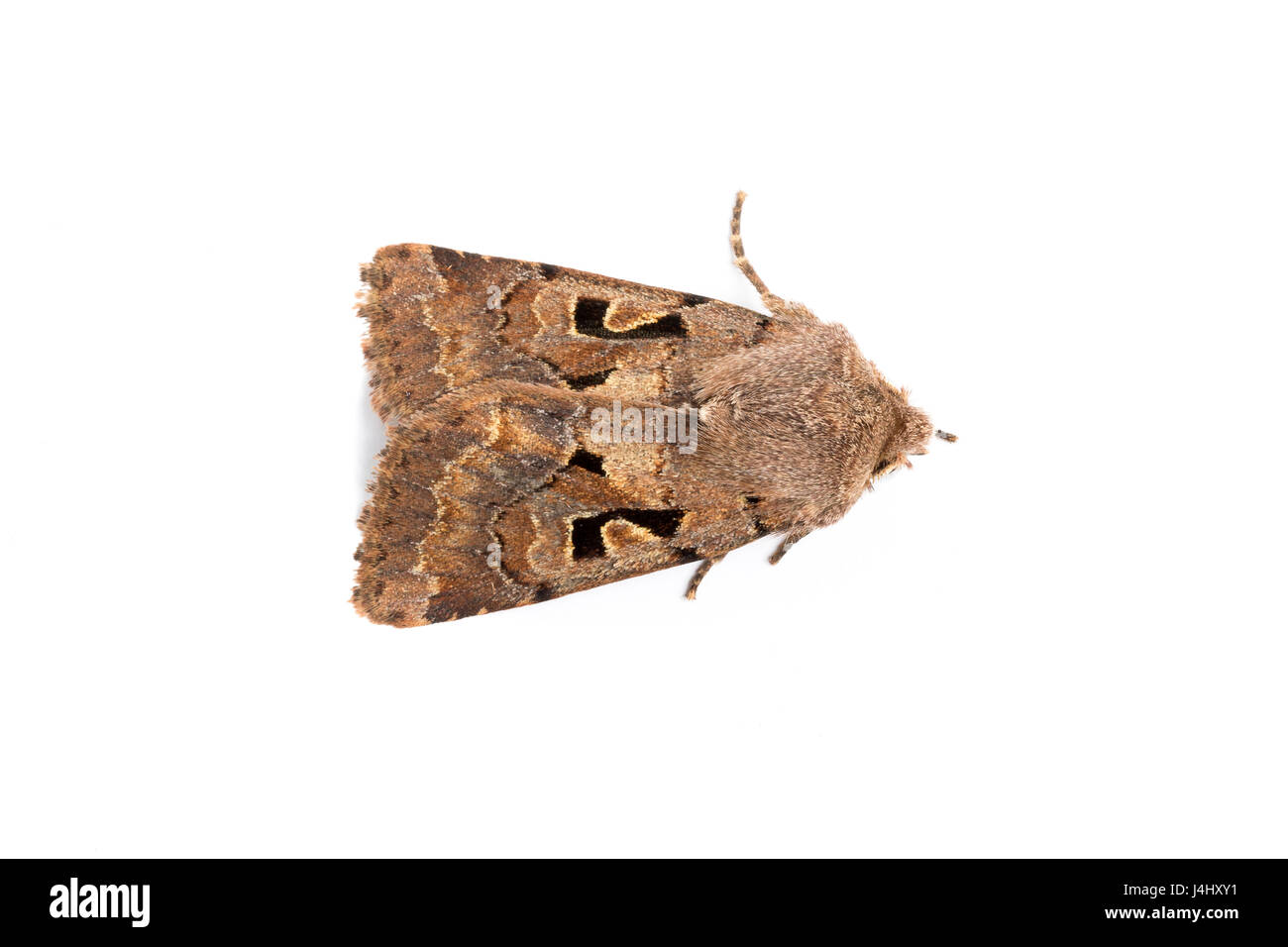 Hebrew Character moth, Orthosia gothica,  family Noctuidae.  On white background. Monmouthshire, March. Focus stacked image Stock Photo