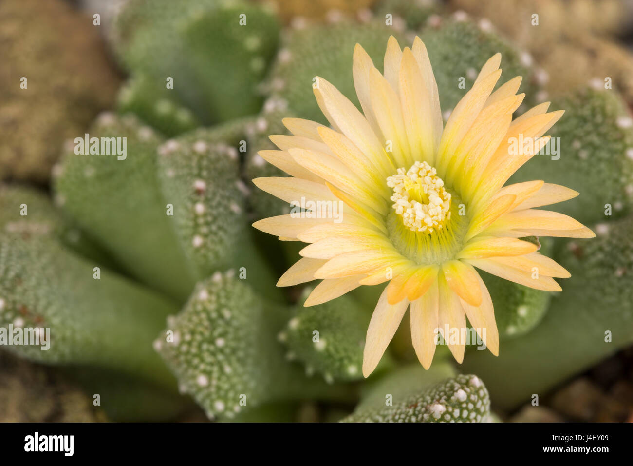 Aloinopsis luckhoffii, a stone-mimic succulent, Cape Prov. South Africa (in cultivation). Family: Mesembryanthemaceae Stock Photo
