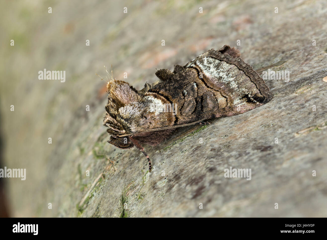 Spectacle moth, Abrostola tripartita, Catbrook, Monmouthshire, April.  Family Noctuidae Stock Photo