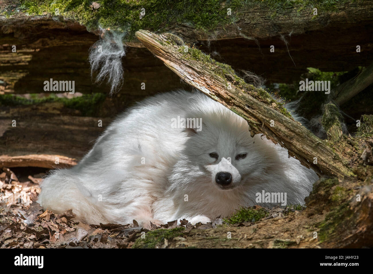 Raccoon dog (Nyctereutes procyonoides) white color phase resting under tree trunk in forest Stock Photo