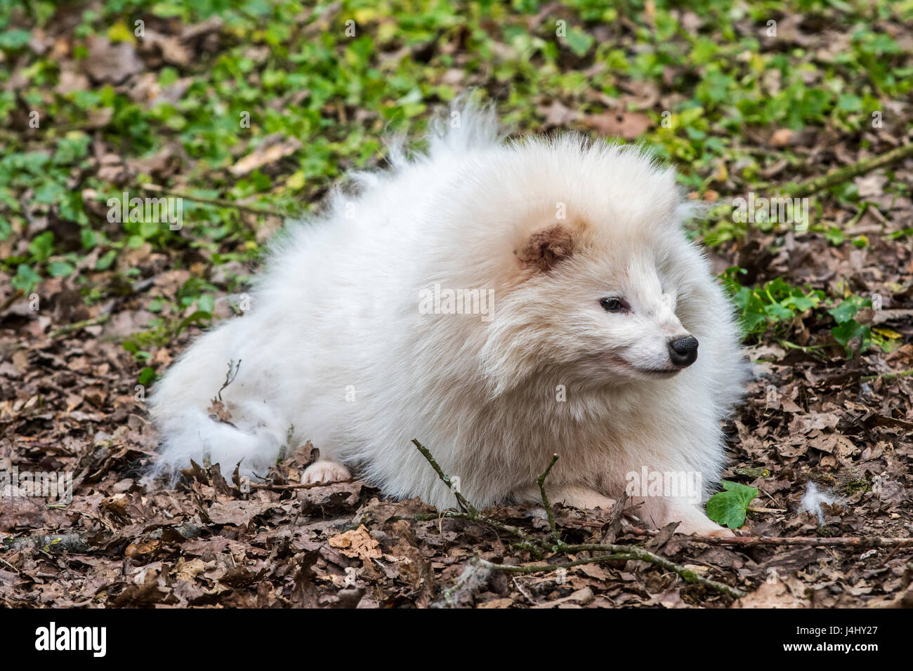 Raccoon dog (Nyctereutes procyonoides) white color phase in forest Stock Photo