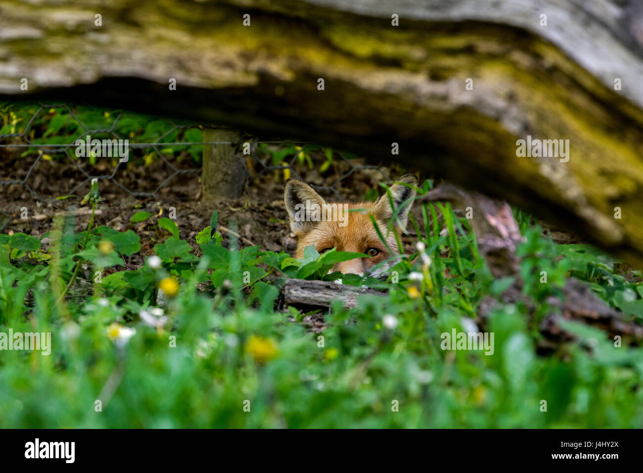 Hunting red fox (Vulpes vulpes) digging under chicken wire fence and