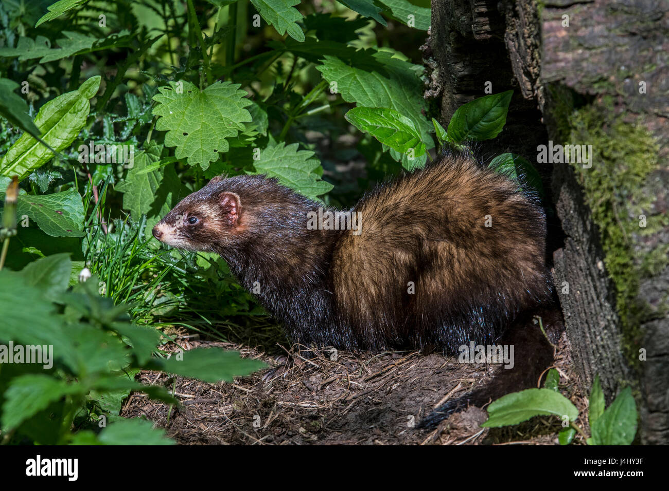 European polecat (Mustela putorius) leaving nest in hollow tree trunk in forest Stock Photo