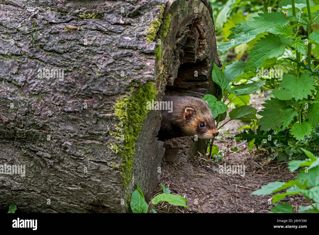 European polecat (Mustela putorius) emerging from nest in hollow tree trunk in forest Stock Photo