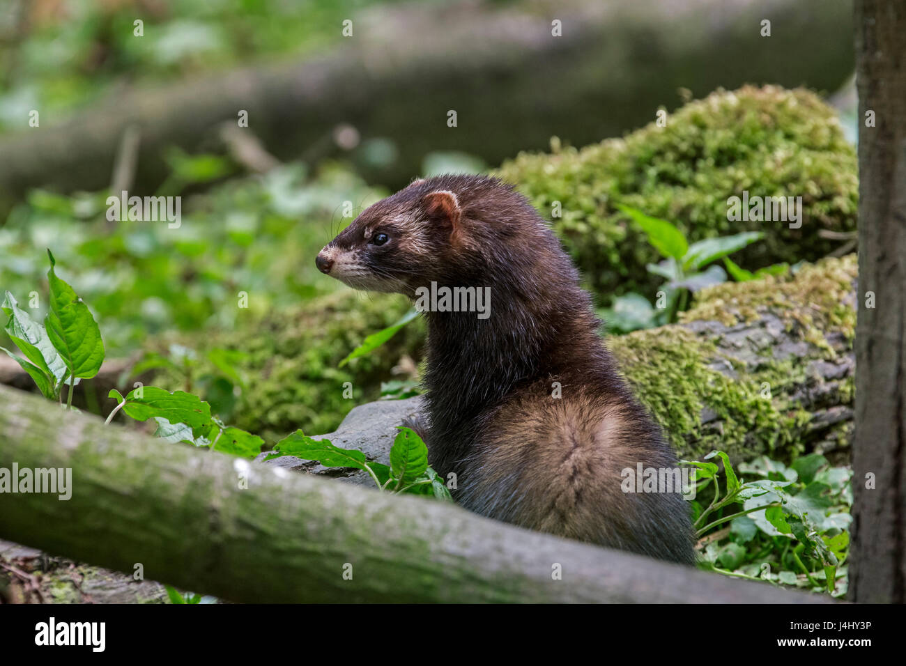 European polecat (Mustela putorius) hunting in forest Stock Photo