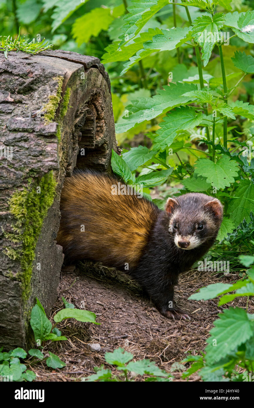 European polecat (Mustela putorius) emerging from nest in hollow tree trunk in forest Stock Photo