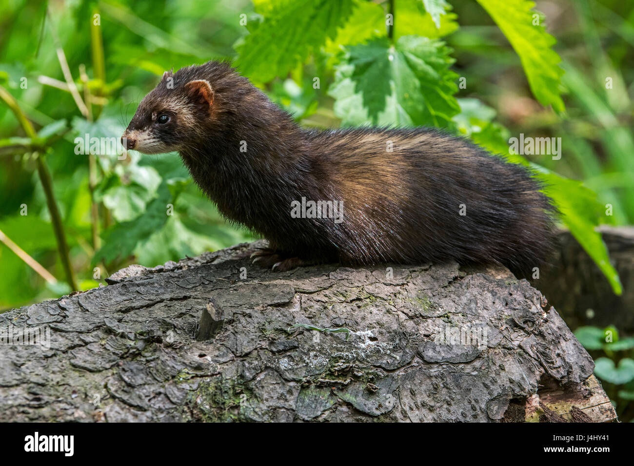 European polecat (Mustela putorius) foraging in forest Stock Photo