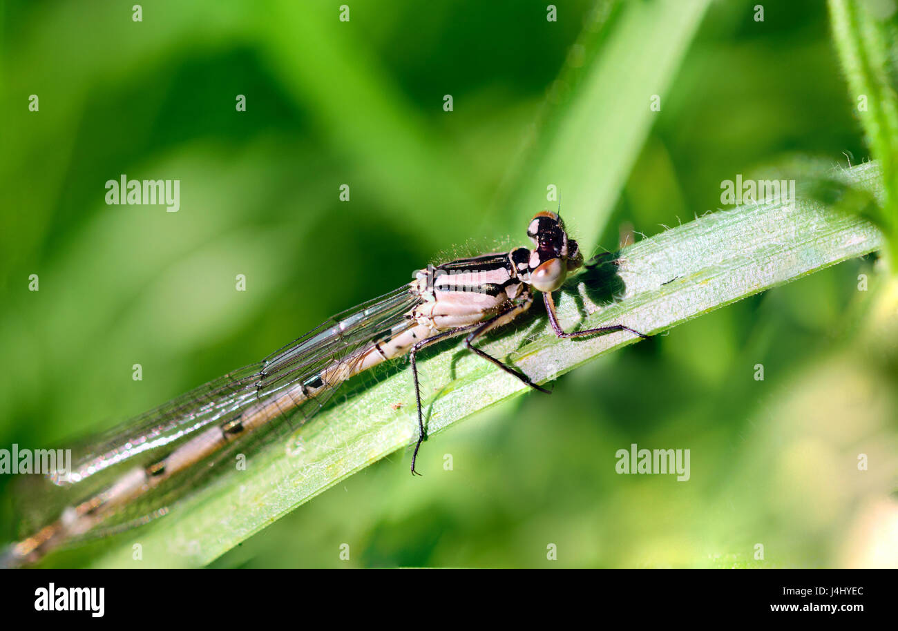 dragonfly sitting on grass Stock Photo - Alamy