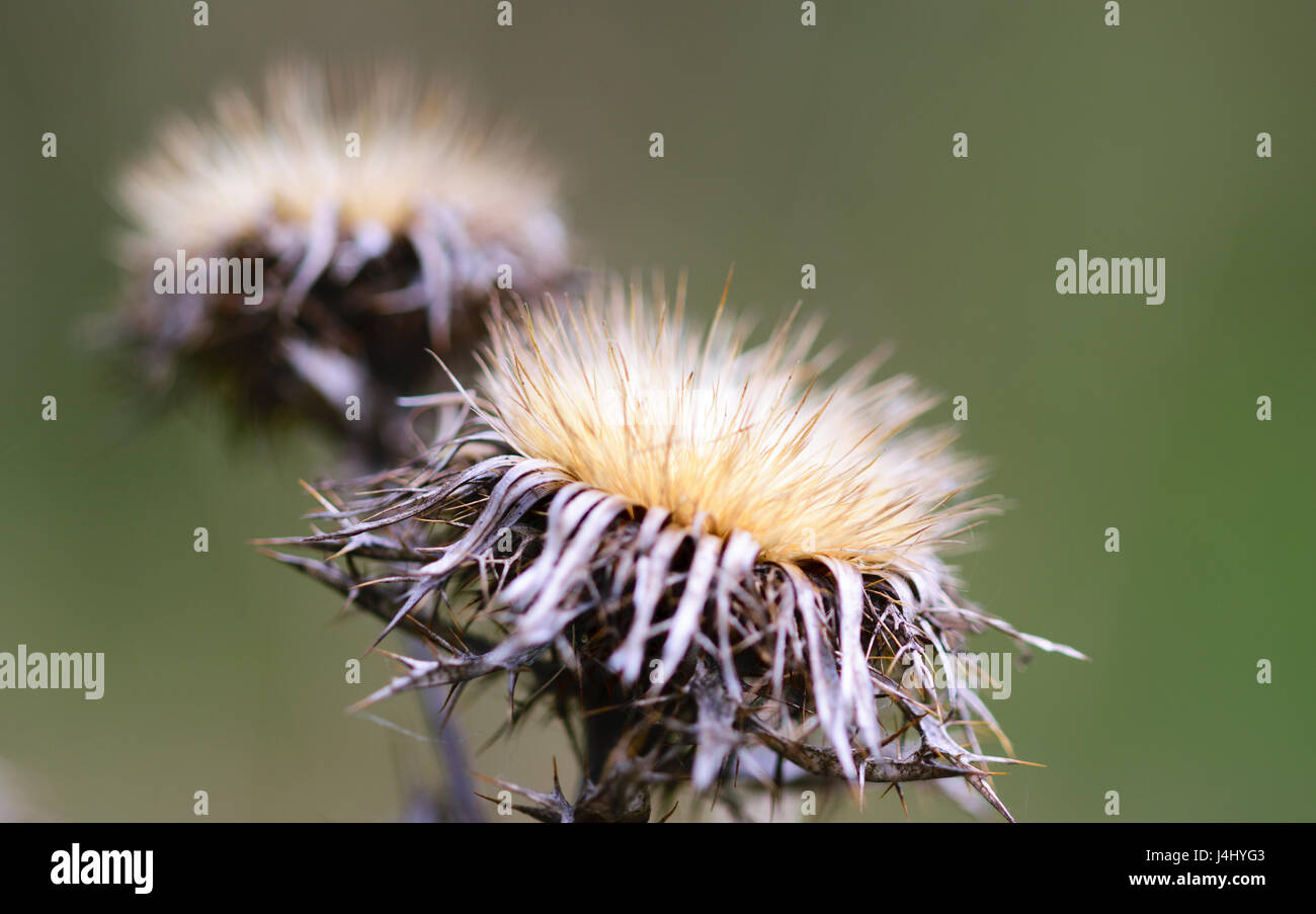 Wallpaper outdoor wild hi-res stock photography and images - Alamy