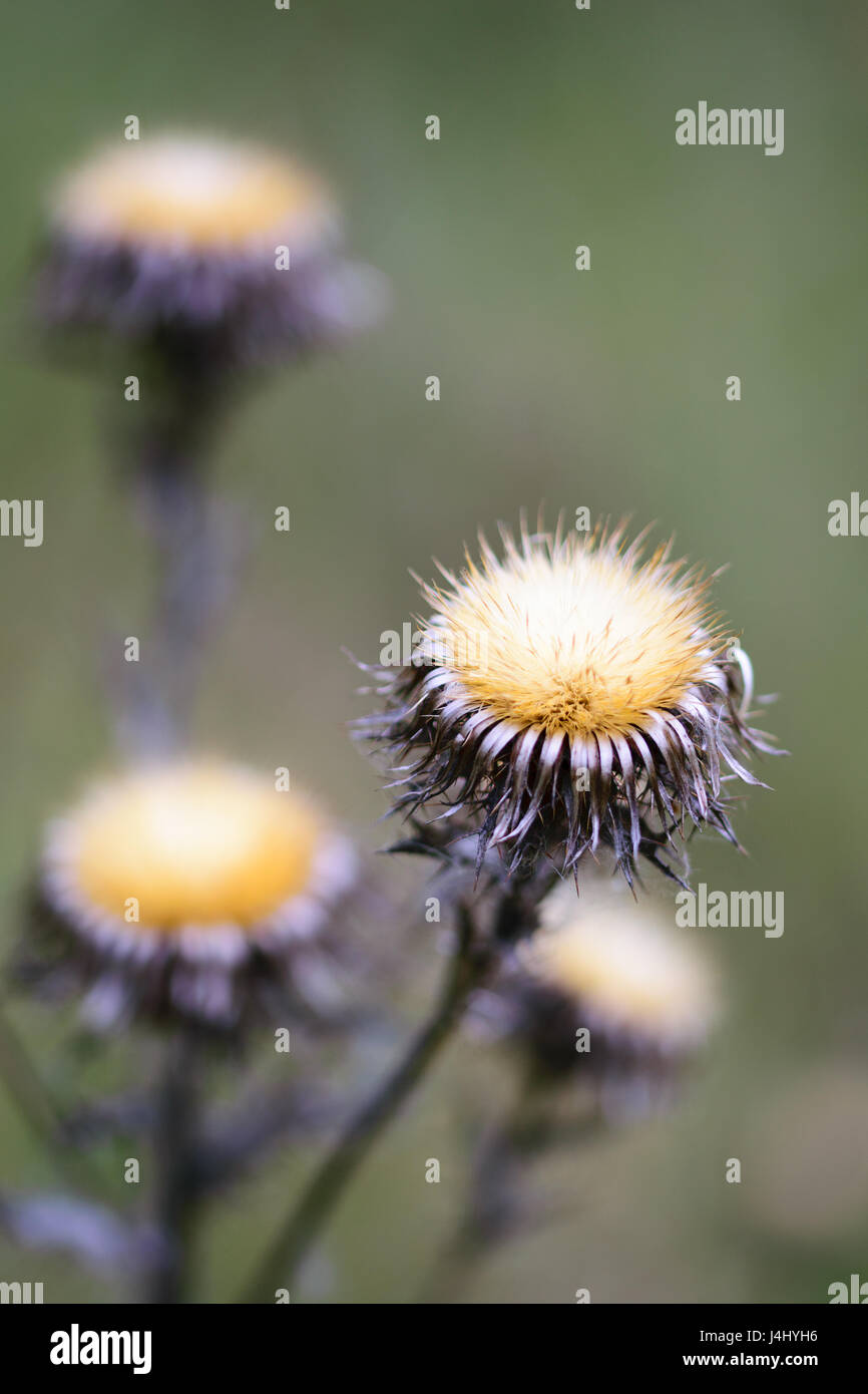 Up close beauty of wild plants hi-res stock photography and images - Alamy