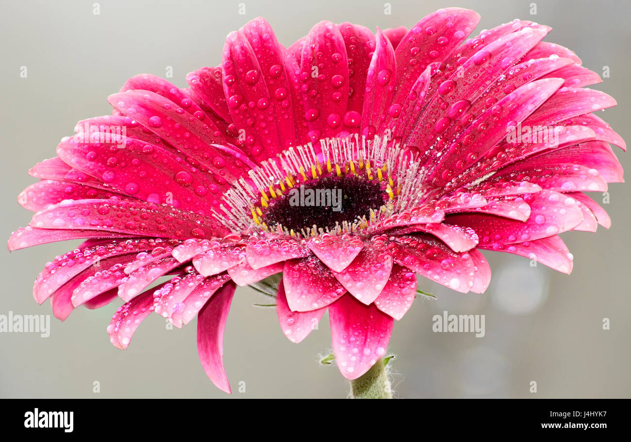 dew drops on pink daisy Stock Photo