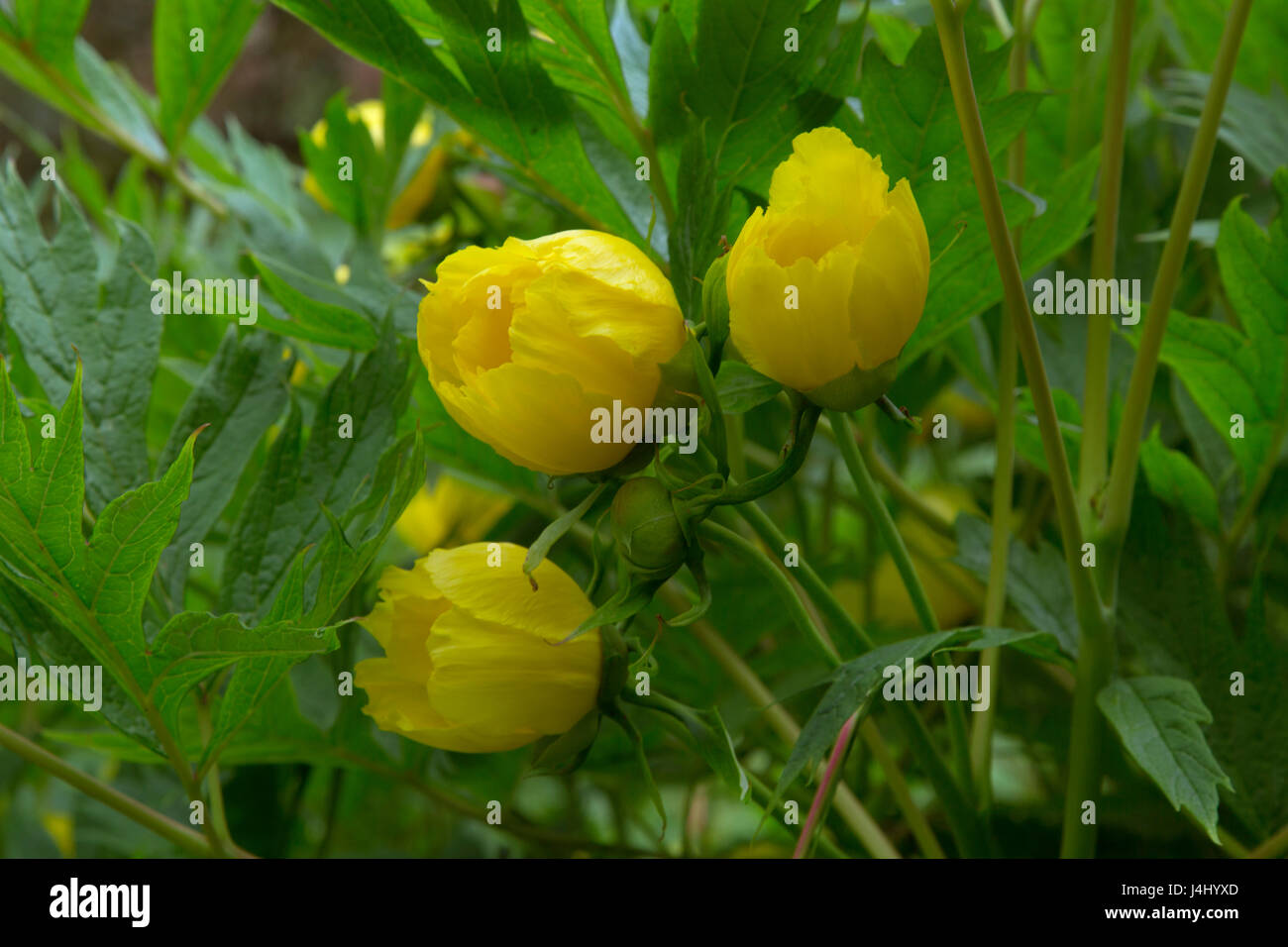 Yellow flowers of Tree or Moutan Paeony Paeonia delavayi ludlowii Stock Photo